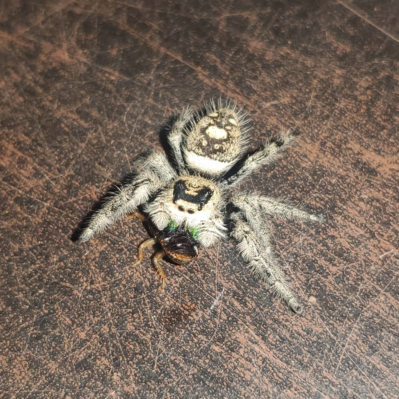 Phidippus regius ( Regal jumping spider )