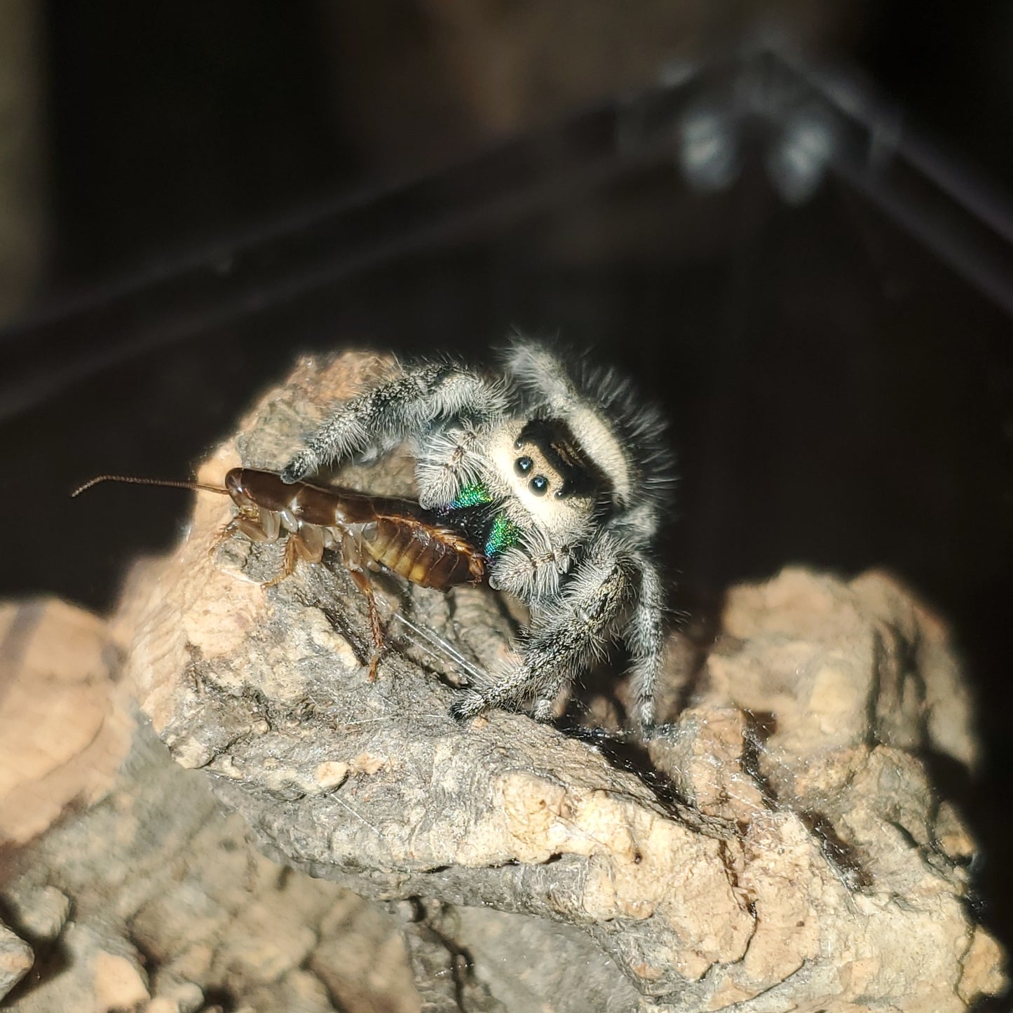 Phidippus regius ( Regal jumping spider )