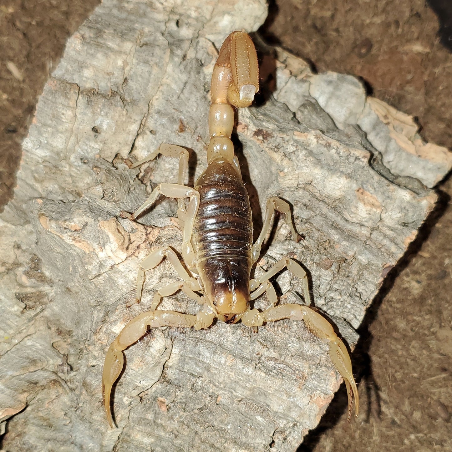 Hadrurus arizonensis ( Giant hairy scorpion )