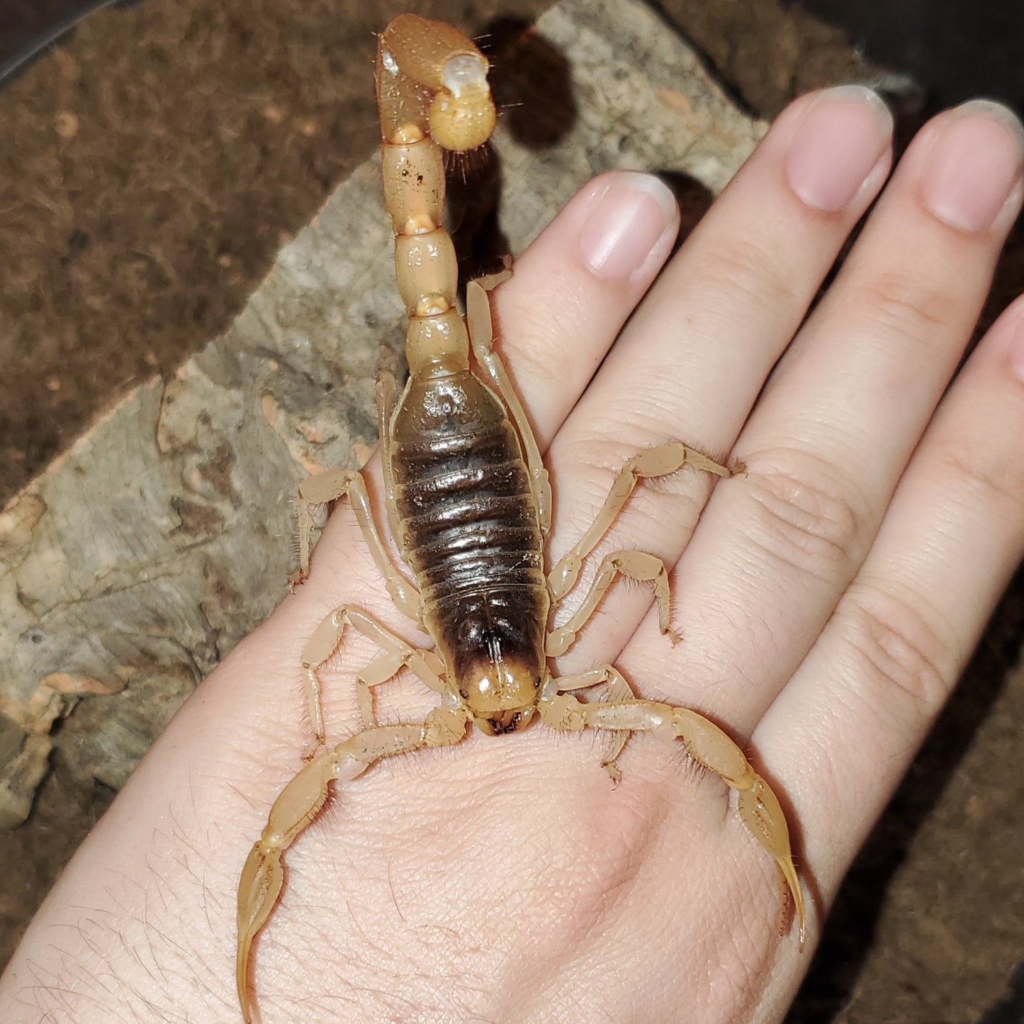 Hadrurus arizonensis ( Giant hairy scorpion )