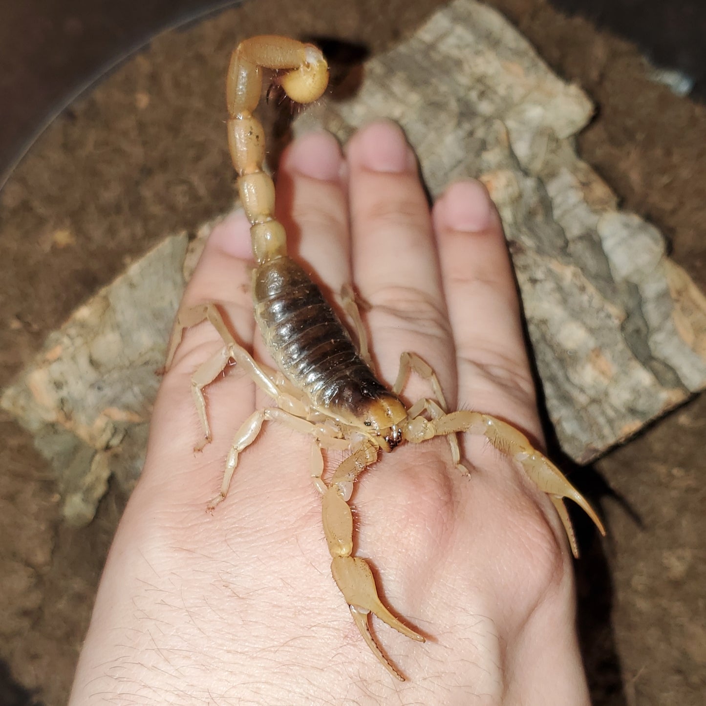 Hadrurus arizonensis ( Giant hairy scorpion )