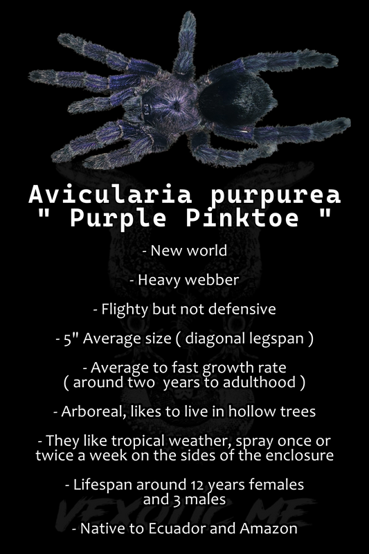 Avicularia purpurea ( Purple pink toe )