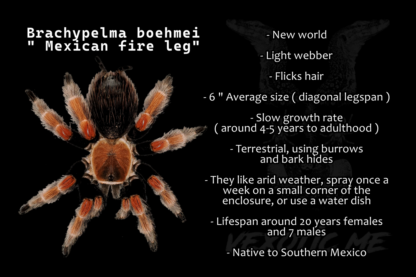 Brachypelma boehmei ( Mexican fireleg )