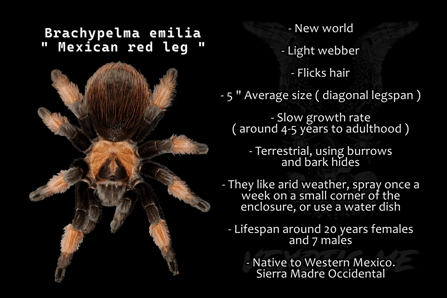 Brachypelma emilia ( Mexican red leg )