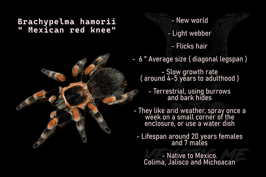 Brachypelma hamorii ( Mexican red knee )