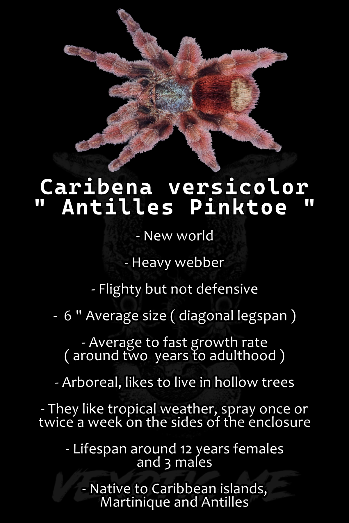 Caribena versicolor ( Antilles pink toe )