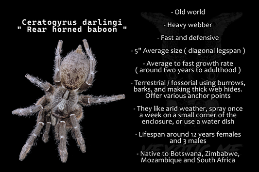 Ceratogyrus darlingi ( Rear horned baboon )