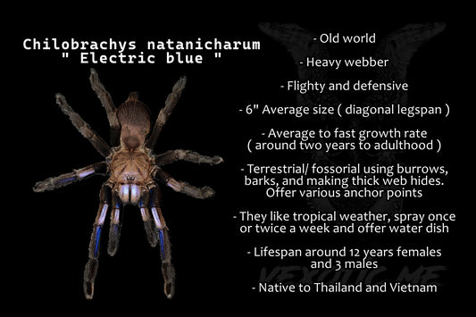 Chilobrachys natanicharum ( Electric blue )