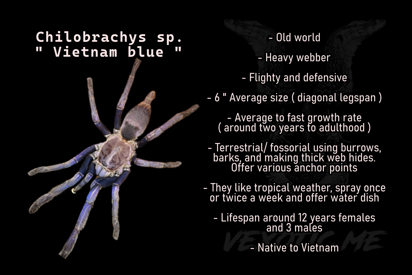 Chilobrachys sp. Vietnam blue