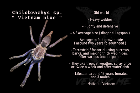 Chilobrachys sp. Vietnam blue