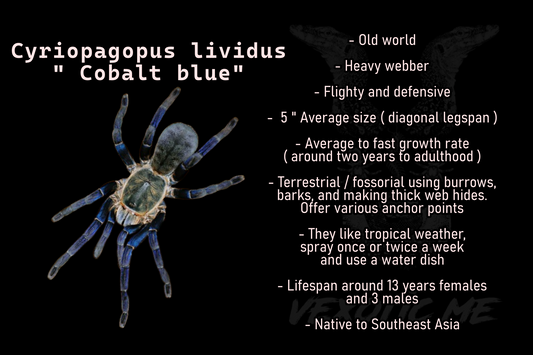 Cyriopagopus lividus ( Cobalt blue )