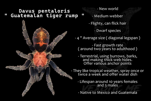 Davus pentaloris ( Guatemalan tiger rump )