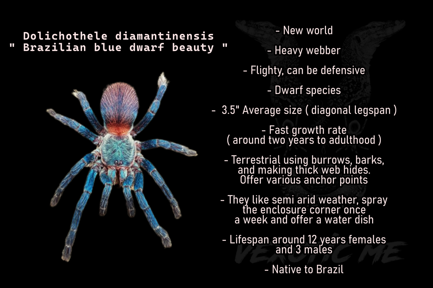 Dolichothele diamantinensis ( Brazilian blue dwarf beauty )