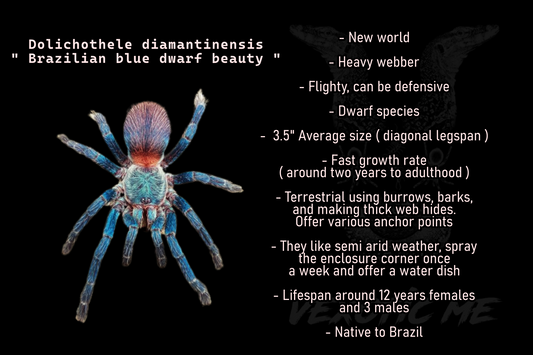 Dolichothele diamantinensis ( Brazilian blue dwarf beauty )