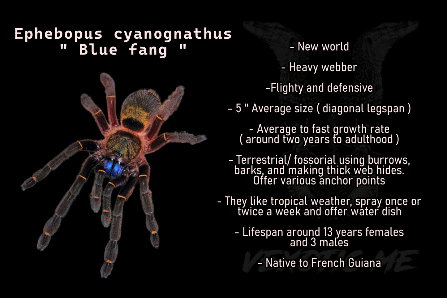 Ephebopus cyanognathus ( Blue fang )