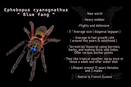 Ephebopus cyanognathus ( Blue fang )