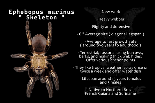 Ephebopus murinus ( Skeleton )