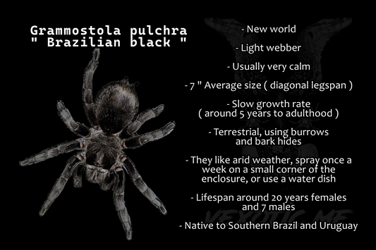 Grammostola pulchra ( Brazilian black )