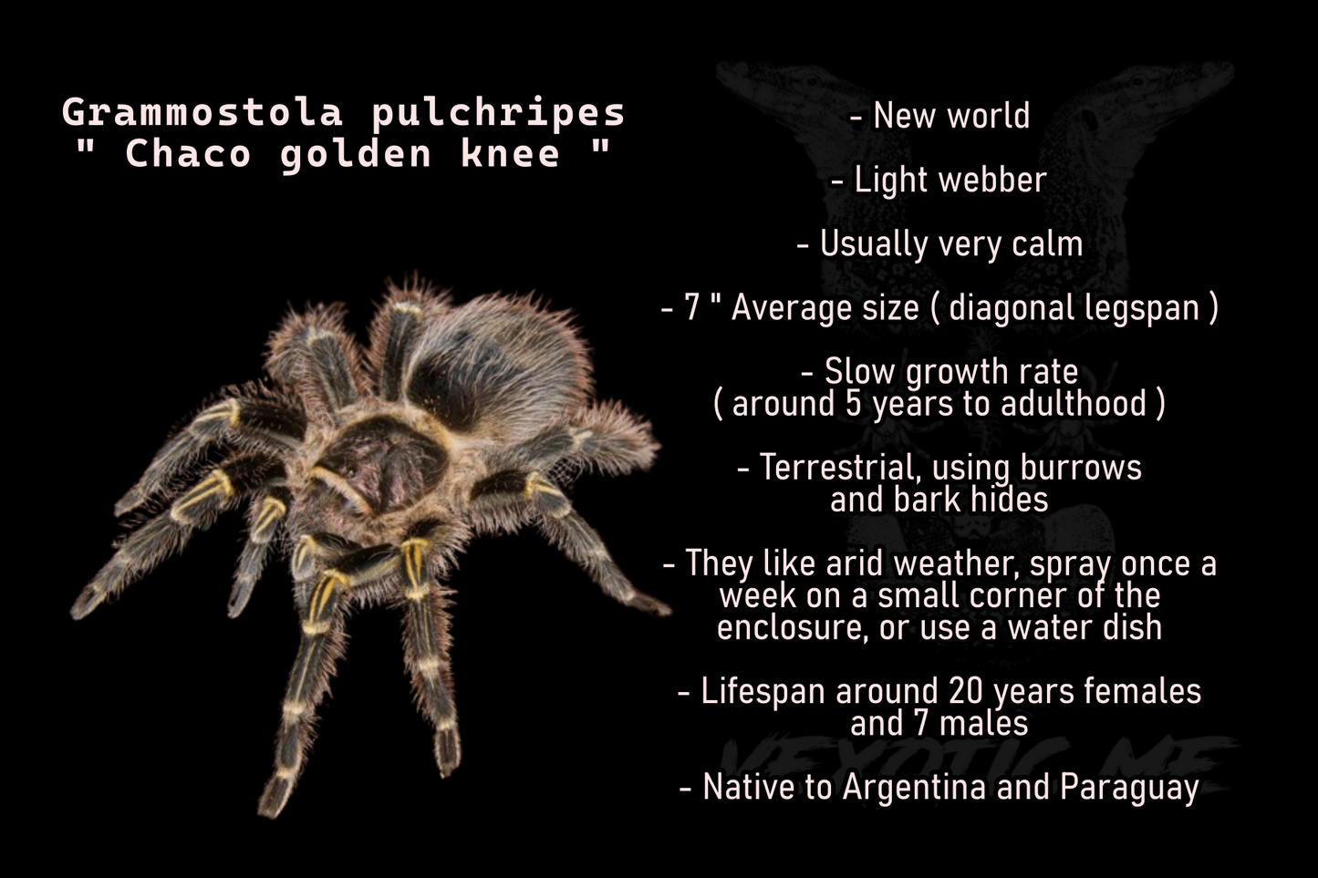 Grammostola pulchripes ( Chaco golden knee )