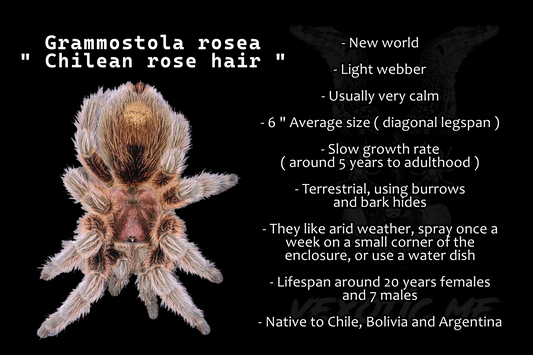 Grammostola rosea RCF ( Chilean rose hair )