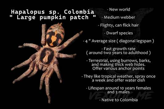 Hapalopus sp. - Columbia large ( Pumpkin patch LG )