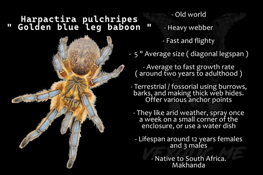 Harpactira pulchripes ( Golden blue leg baboon )