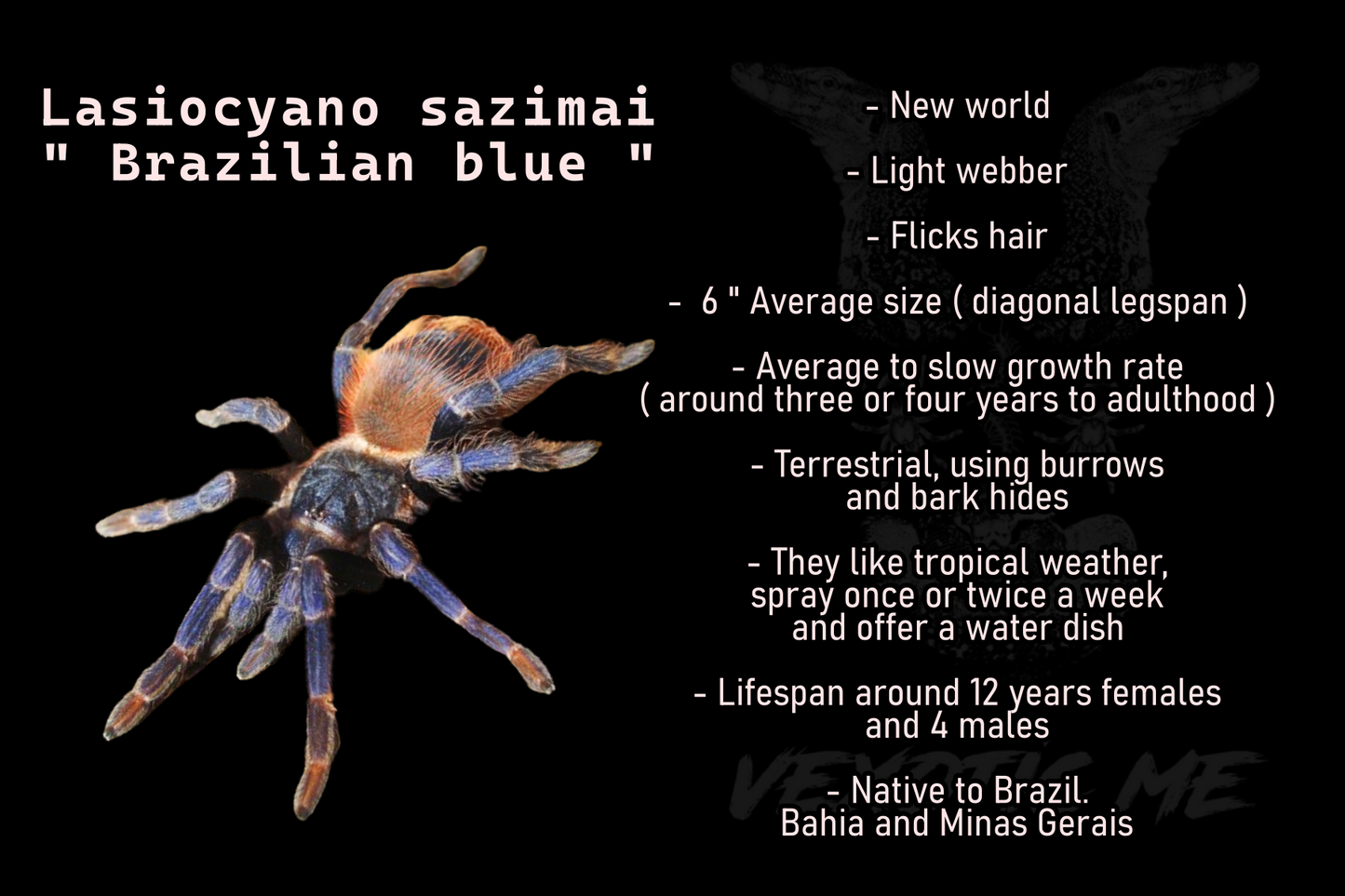 Lasiocyano sazimai ( Brazilian blue )