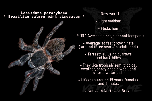 Lasiodora parahybana ( Brazilian salmon pink birdeater )