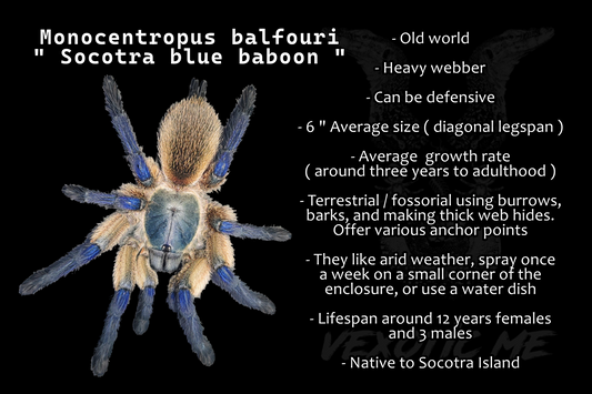 Monocentropus balfouri ( Socotra blue baboon )