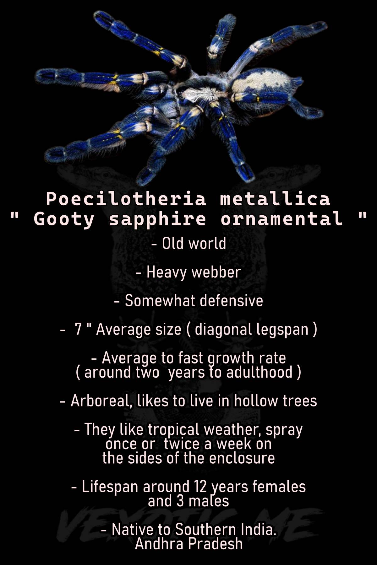 Poecilotheria metallica ( Gooty sapphire ornamental )