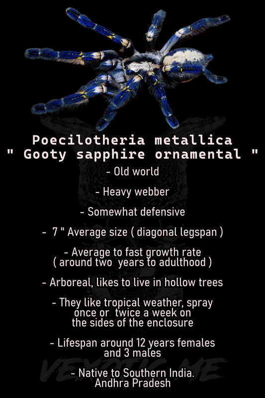 Poecilotheria metallica ( Gooty sapphire ornamental )