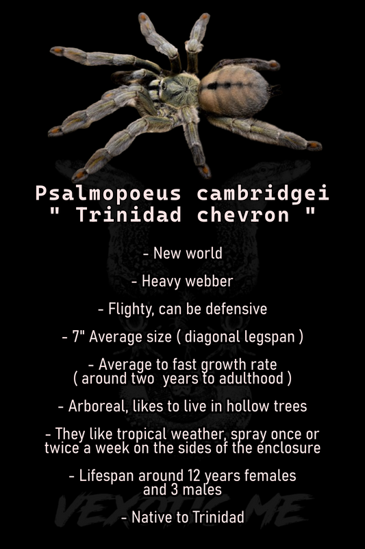 Psalmopoeus cambridgei ( Trinidad chevron )