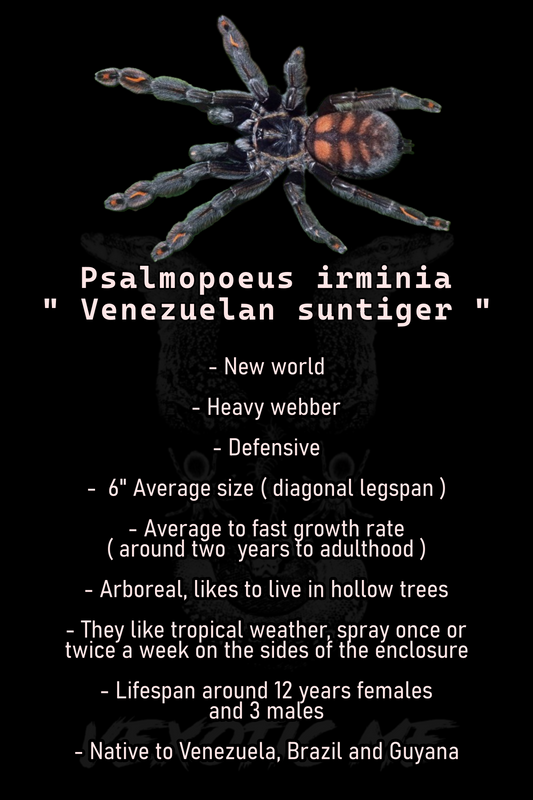 Psalmopoeus irminia ( Venezuelan suntiger)