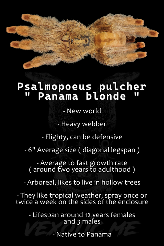 Psalmopoeus pulcher ( Panama blonde )