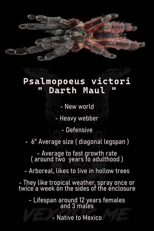 Psalmopoeus victori ( Darth maul )