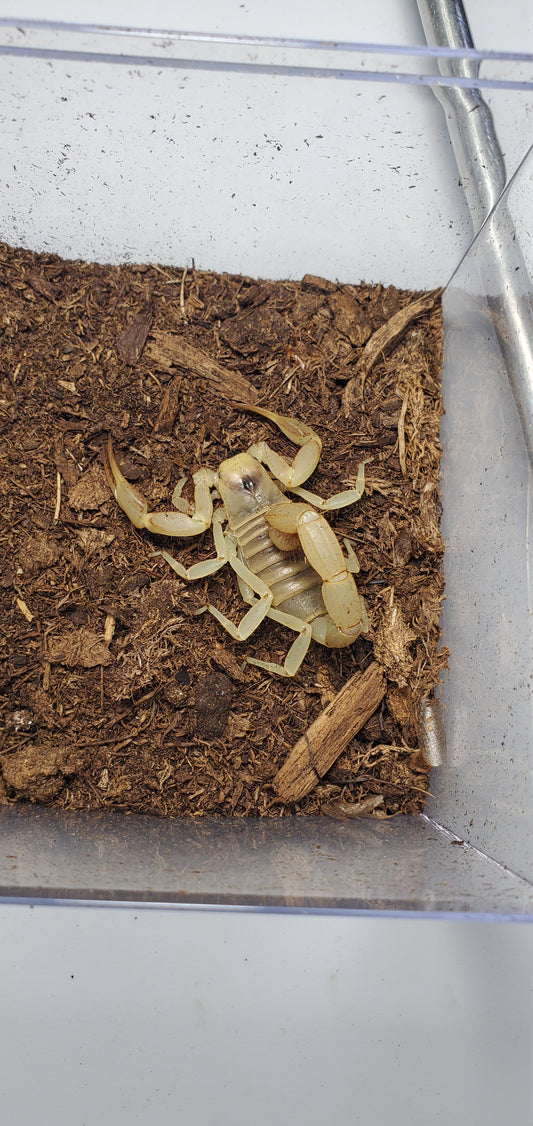 Hadrurus pallidus ( Pale desert hairy )