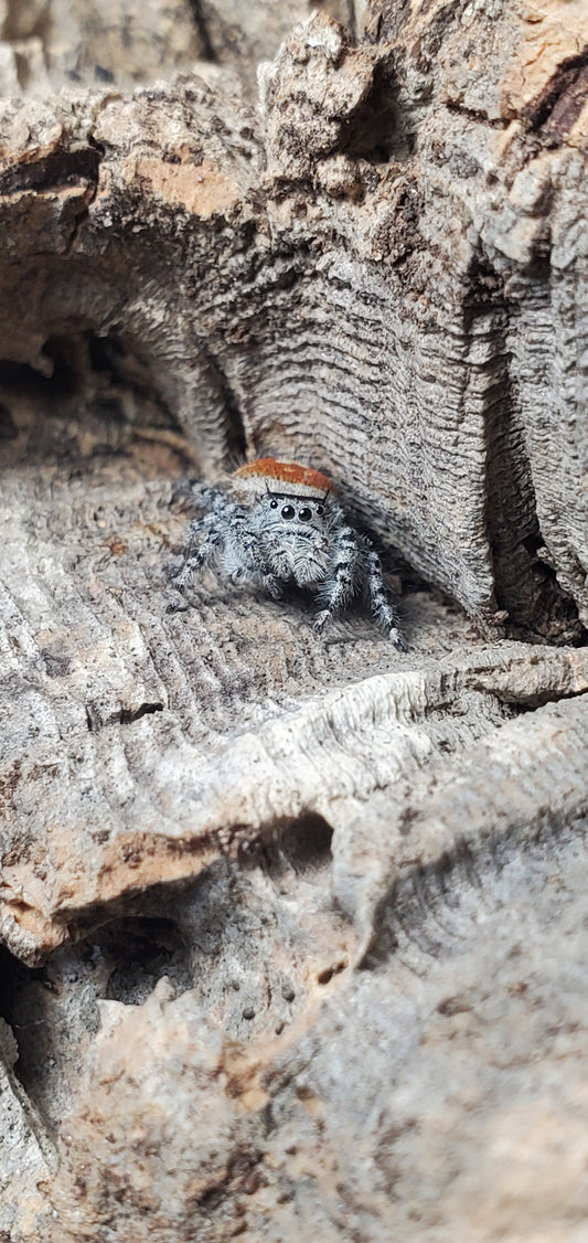 Phidippus adumbratus