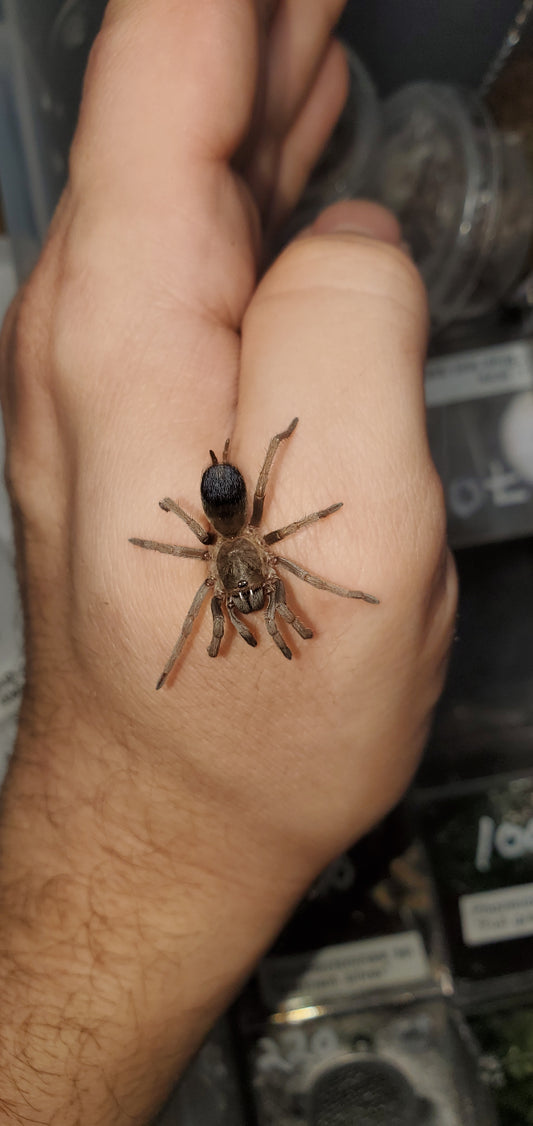 Pseudhapalopus sp. Blue ( Colombian blue dwarf )