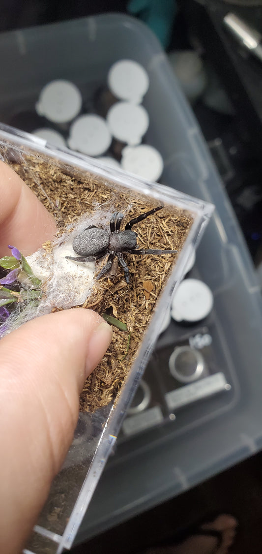 Eresus walckanaeri - Orange ring Mountanatica ( Velvet/ ladybird spider )