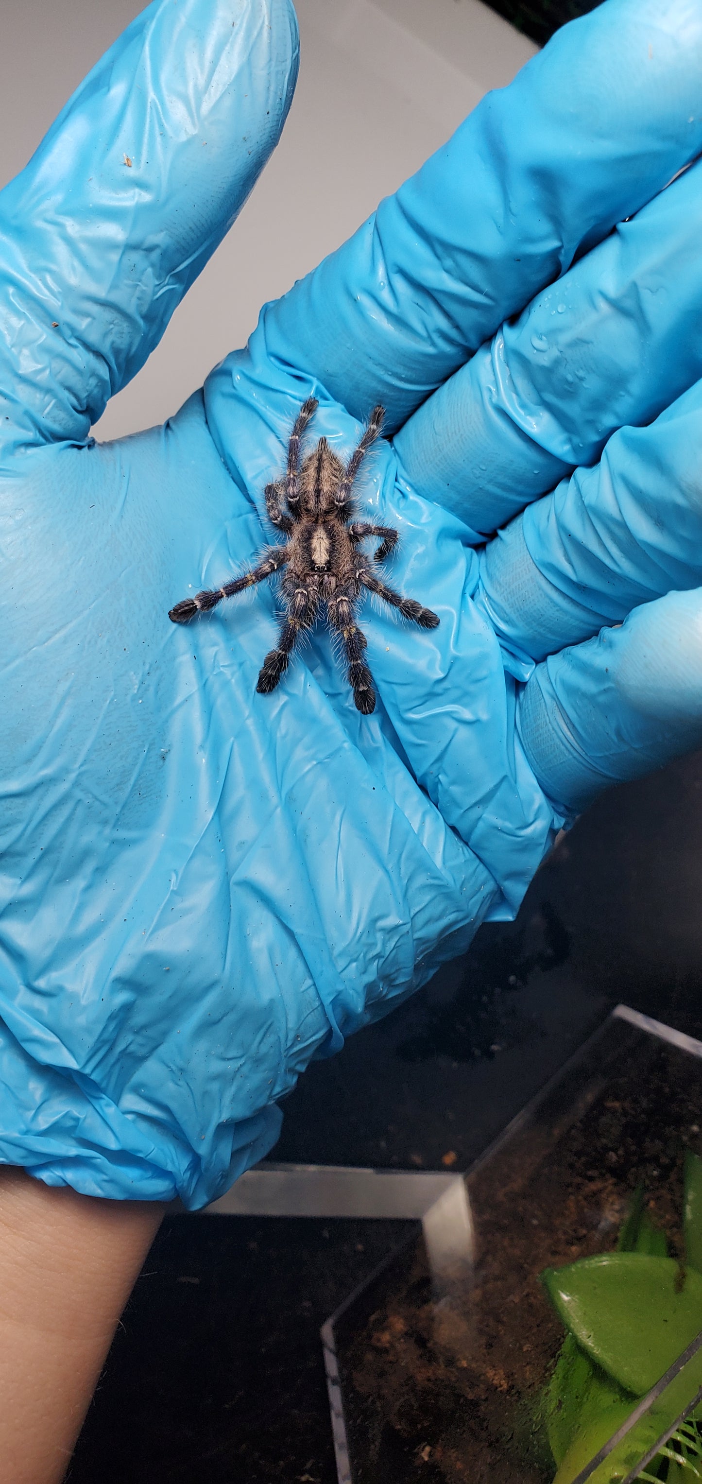 Poecilotheria metallica ( Gooty sapphire ornamental )