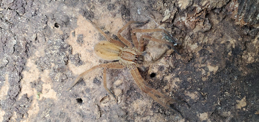 Cupiennius salei ( Tiger bromeliad spider )