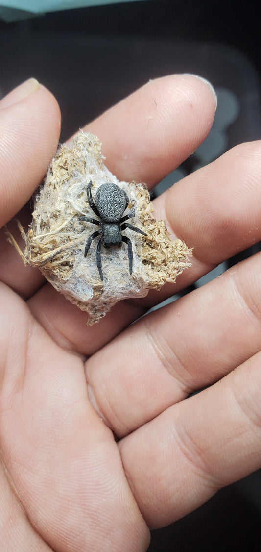 Eresus walckanaeri ( Velvet/ ladybird spider )