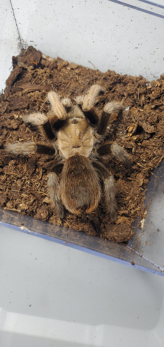 Aphonopelma chalcodes ( Arizona blonde )