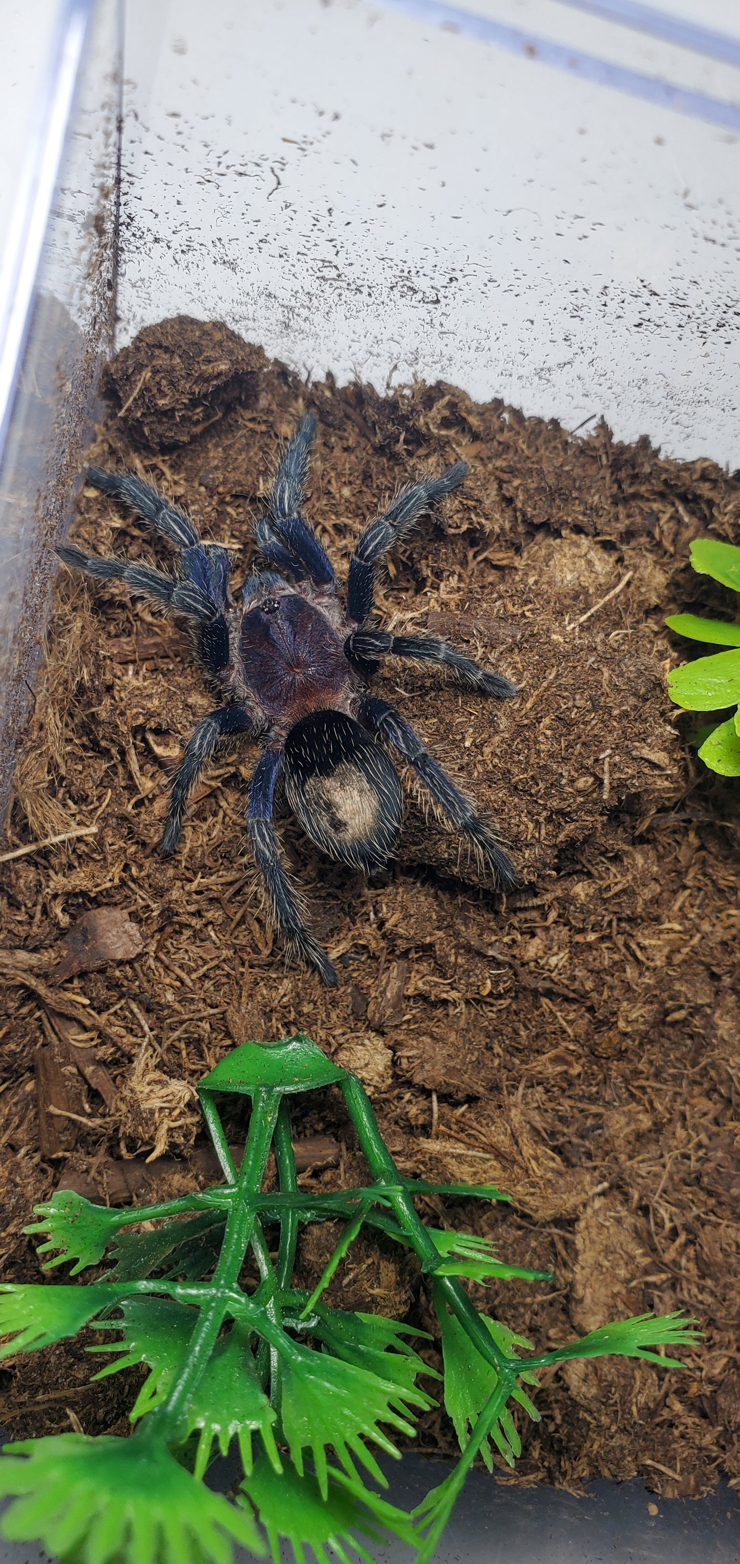 Thrixopelma cyanoleum ( Cobalt red rump )