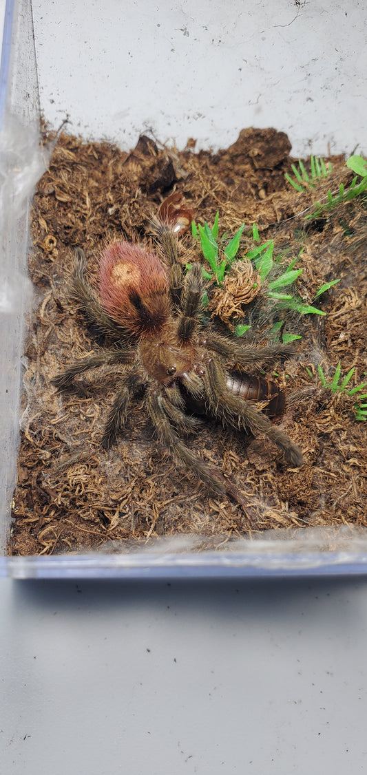 Thrixopelma ockerti ( Flame rump )