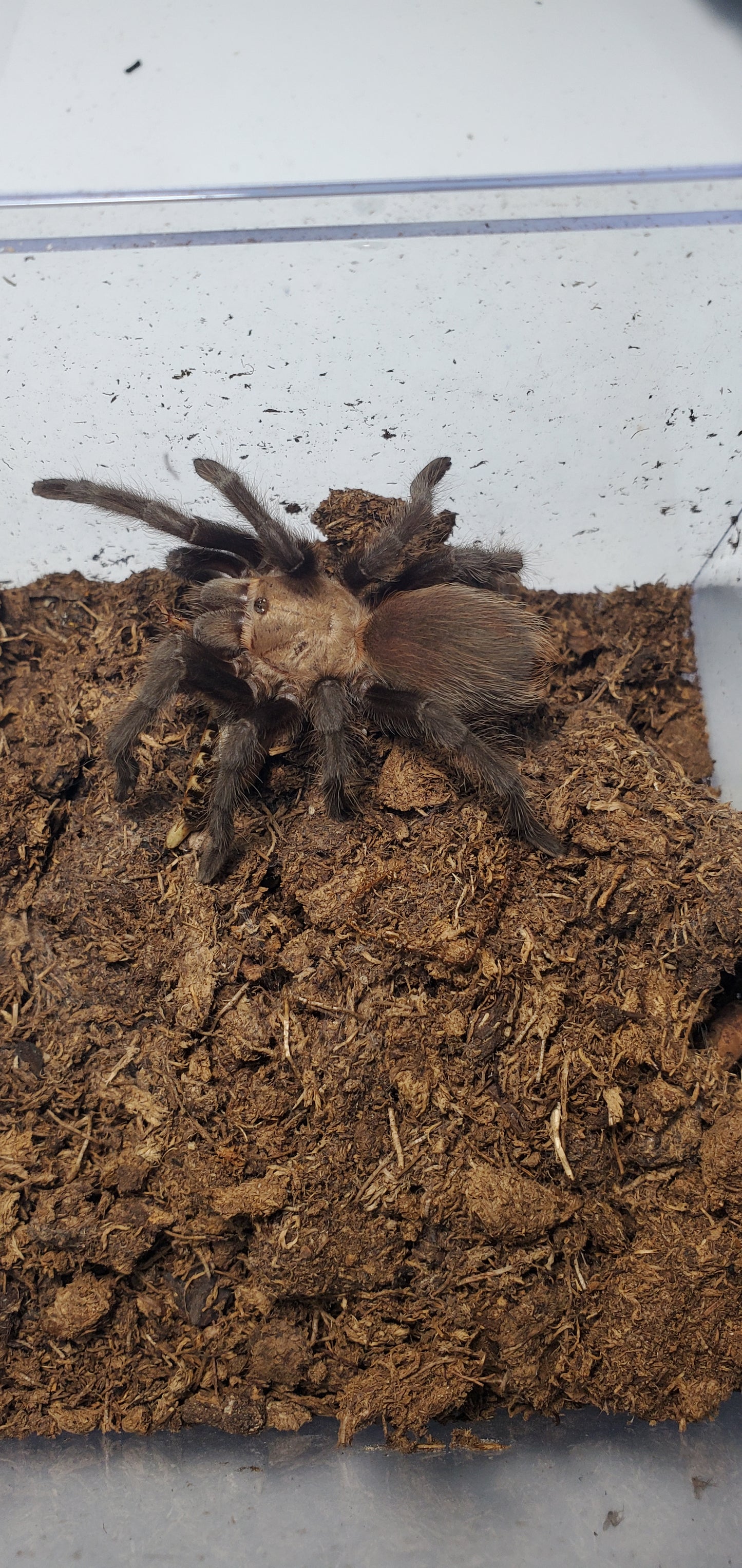 Aphonopelma hentzi ( Texas brown )