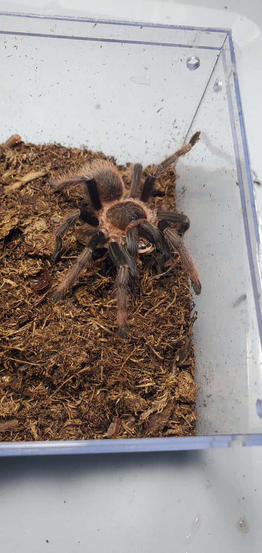 Sericopelma sp. Santa Catalina