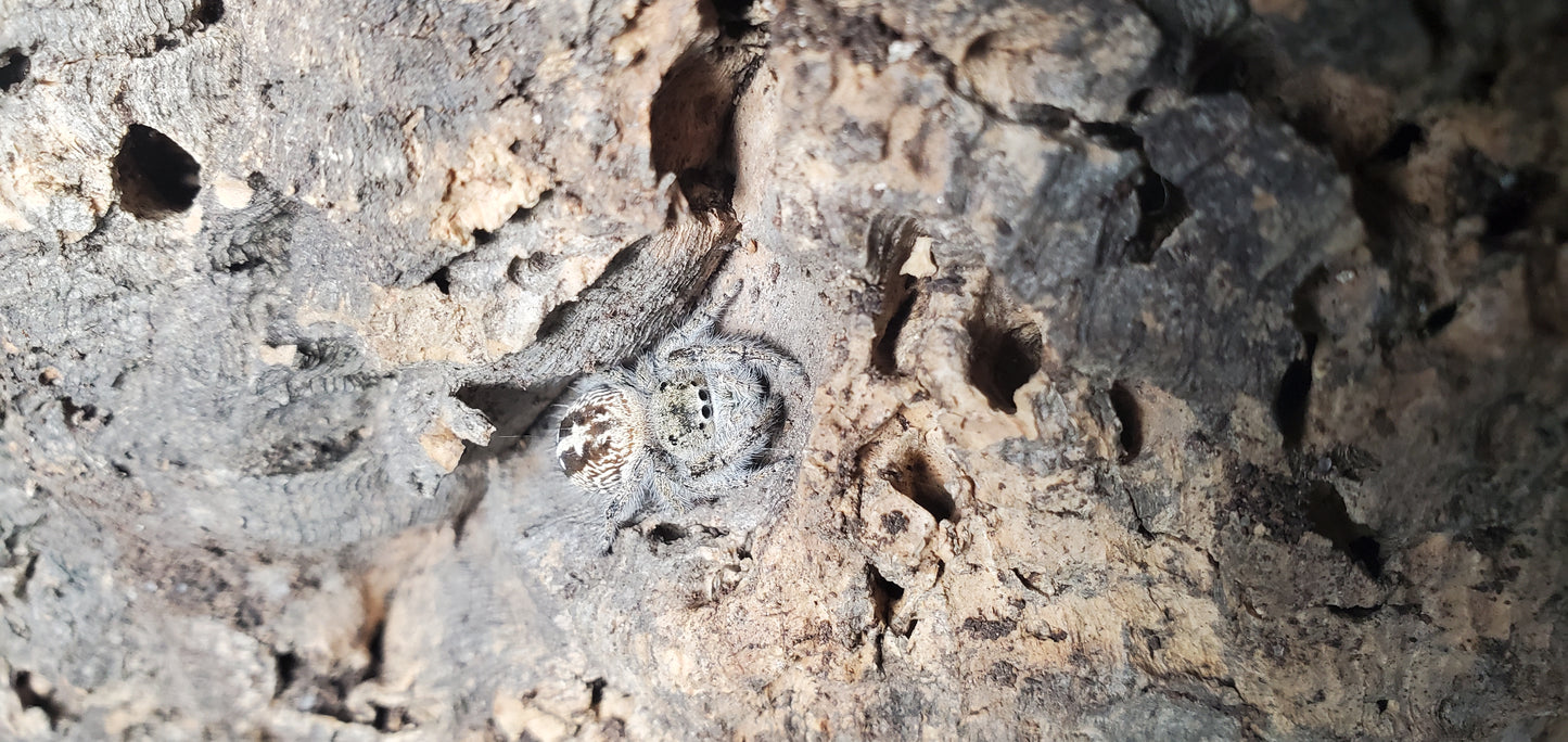 Phidippus texanus ( Texas jumper )