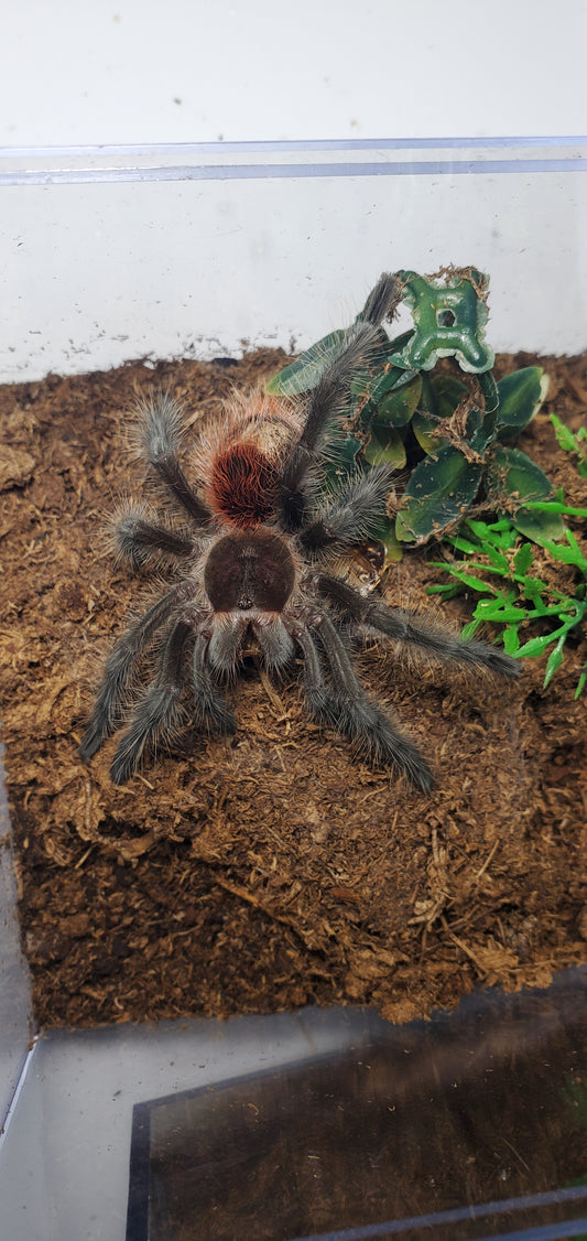 Grammostola iheringi ( Entre rios )