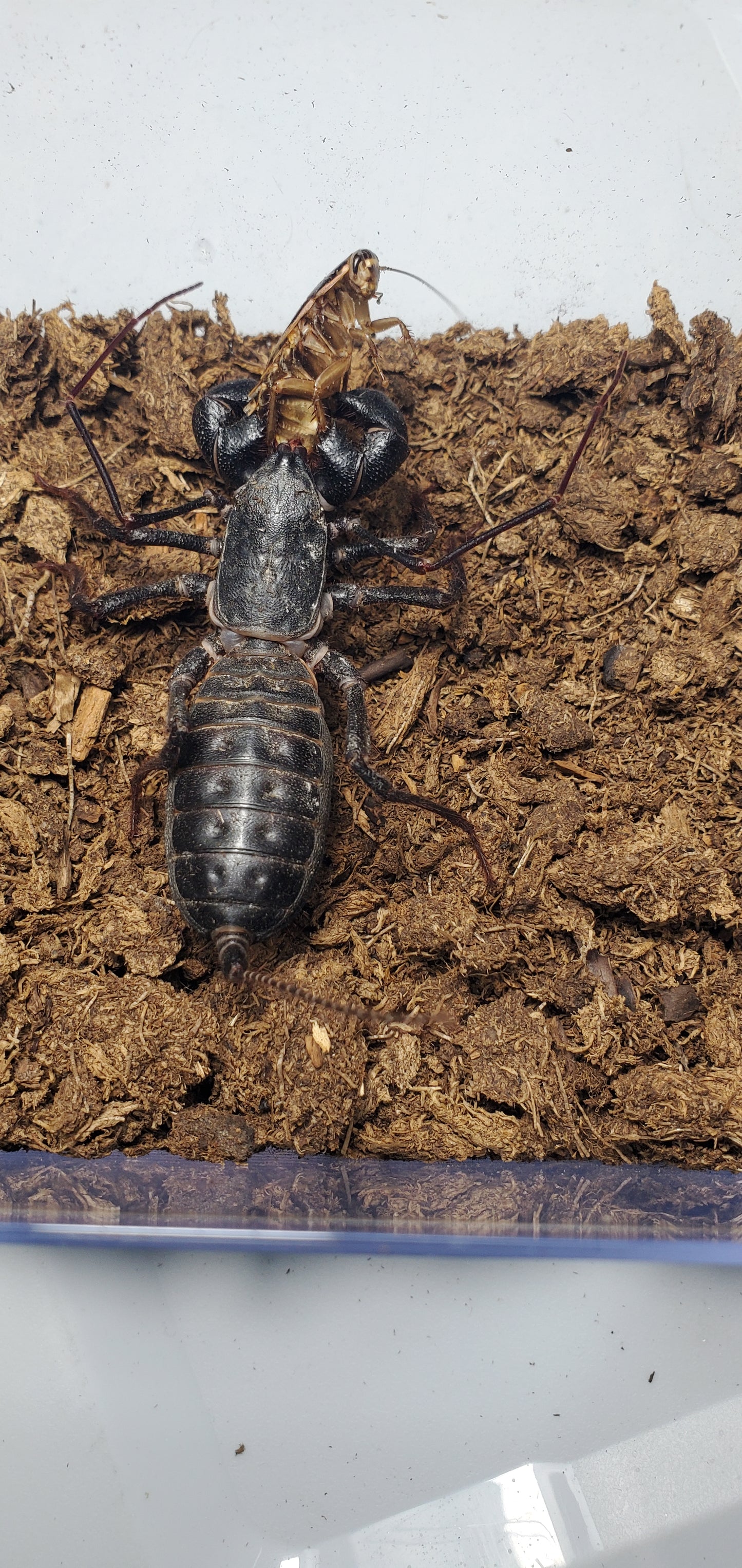 Mastigoproctus giganteus ( Giant vinegaroon )